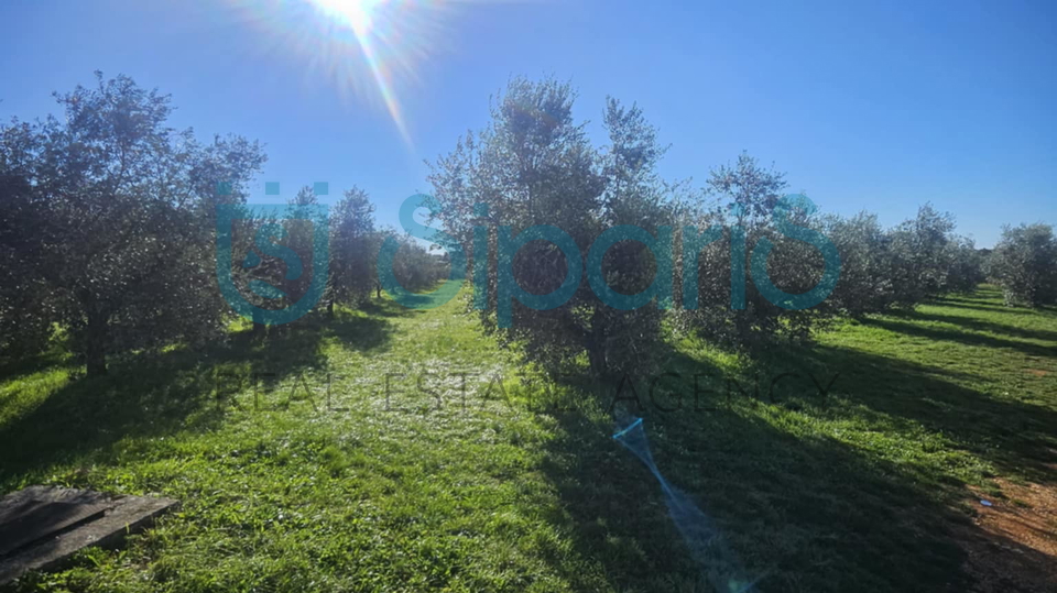 Grundstück, 8056 m2, Verkauf, Umag - Murine