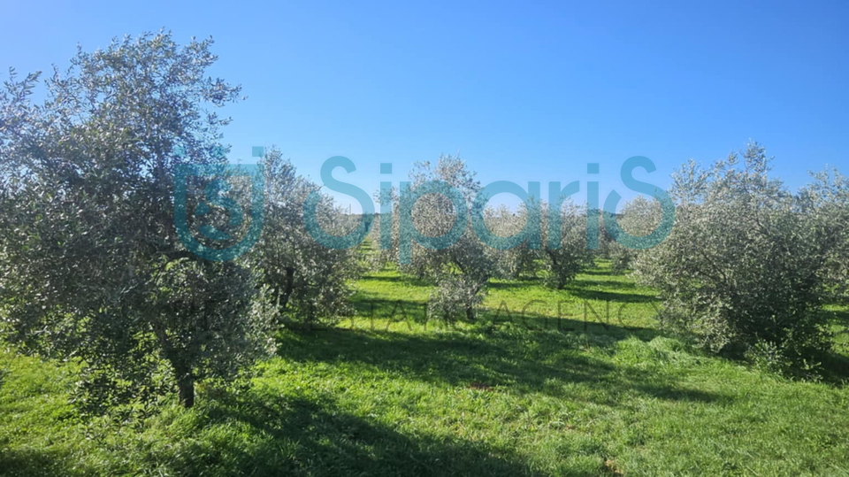 Grundstück, 8056 m2, Verkauf, Umag - Murine