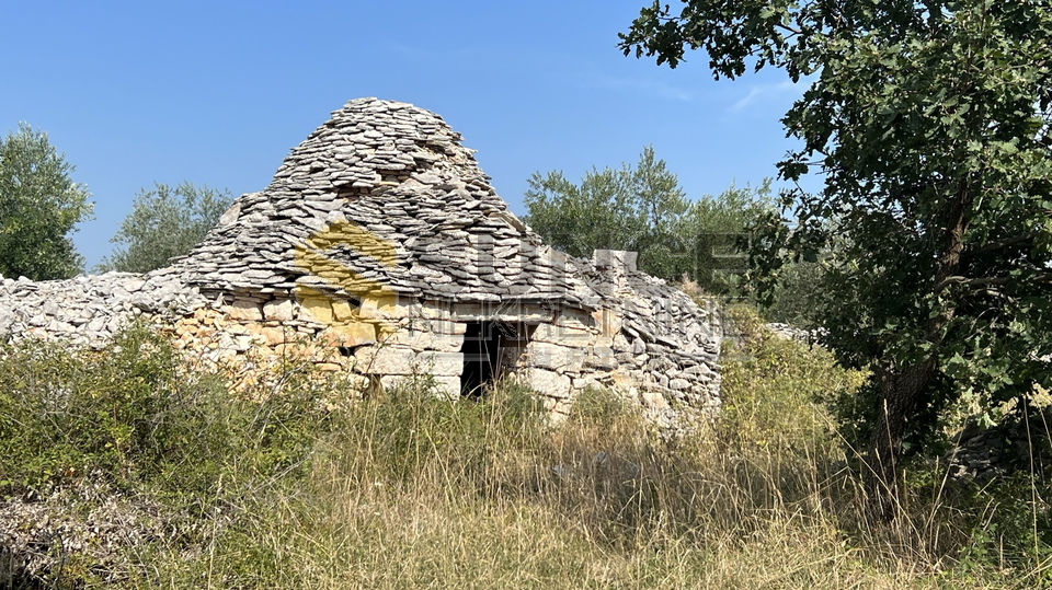 Istra, Majmajola,  prodaje se maslinik  s 220 maslina i 480m2 terena u građevinskoj zoni s ucrtanim objektom!