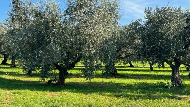 UMAG - LOVREČICA - MASLINIK - IZVRSNA PRILIKA