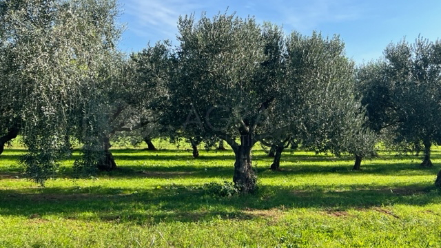 UMAG - LOVREČICA - MASLINIK - IZVRSNA PRILIKA