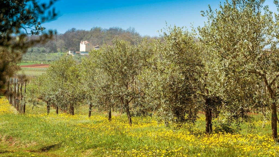 BRTONIGLA &ndash; GRA&Dstrok;EVINSKA ZEMLJI&Scaron;TA NA MIRNOJ LOKACIJI S VELIKIM POTENCIJALOM