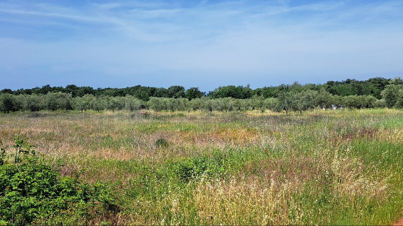 UMAG - LOVREČICA – POLJOPRIVREDNO ZEMLJIŠTE SAMO 1400 M OD MORA - IZVRSNA PRILIKA