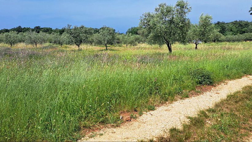 UMAG - LOVREČICA – POLJOPRIVREDNO ZEMLJIŠTE SAMO 1400 M OD MORA - IZVRSNA PRILIKA