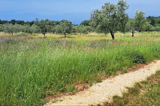 UMAG - LOVREČICA – POLJOPRIVREDNO ZEMLJIŠTE SAMO 1400 M OD MORA - IZVRSNA PRILIKA