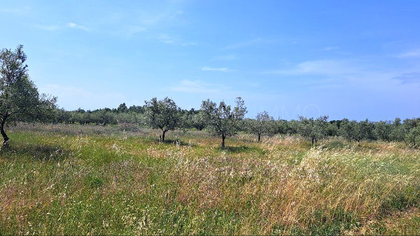 UMAG - LOVREČICA – POLJOPRIVREDNO ZEMLJIŠTE SAMO 1400 M OD MORA - IZVRSNA PRILIKA