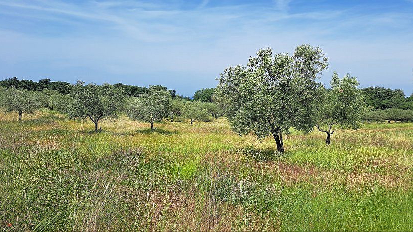 UMAG - LOVREČICA – POLJOPRIVREDNO ZEMLJIŠTE SAMO 1400 M OD MORA - IZVRSNA PRILIKA