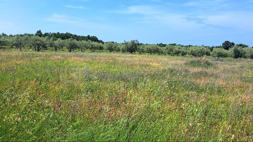UMAG - LOVREČICA – POLJOPRIVREDNO ZEMLJIŠTE SAMO 1400 M OD MORA - IZVRSNA PRILIKA