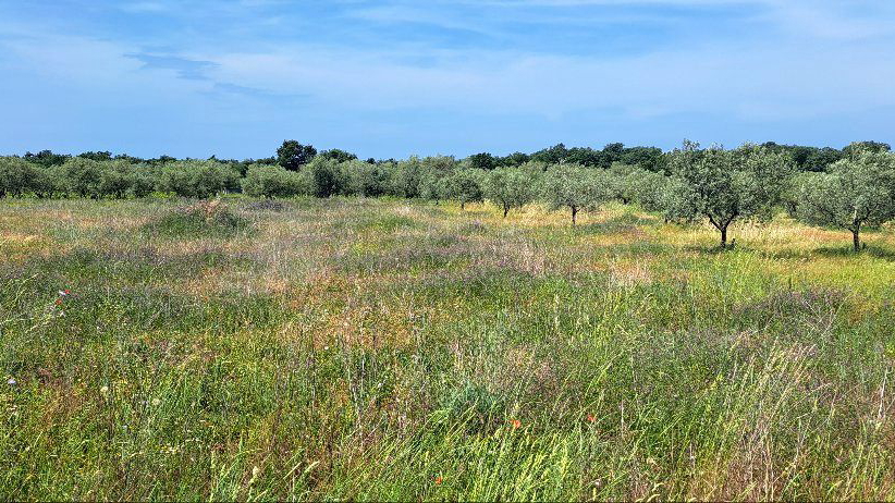 UMAG - LOVREČICA – POLJOPRIVREDNO ZEMLJIŠTE SAMO 1400 M OD MORA - IZVRSNA PRILIKA