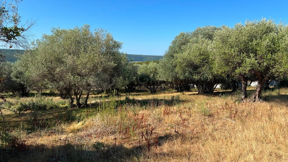 Terreno&comma; 8500 m2&comma; Vendita&comma; Buje - Krasica