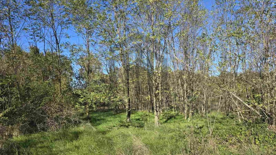 Land&comma; 12000 m2&comma; For Sale&comma; Kanfanar