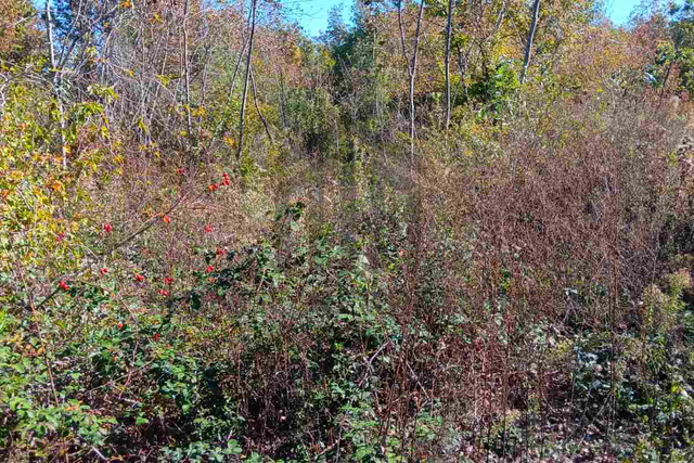 Land, 3018 m2, For Sale, Barban - Šajini