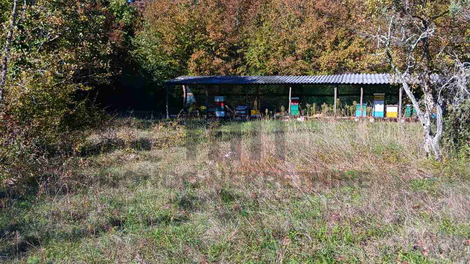 Zemljišče, 6300 m2, Prodaja, Barban - Šajini
