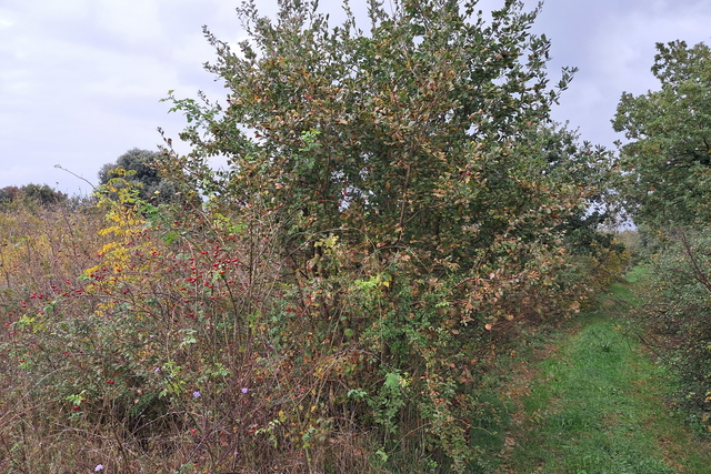 Poljoprivredno zemljište  3950 m2 - Ližnjan