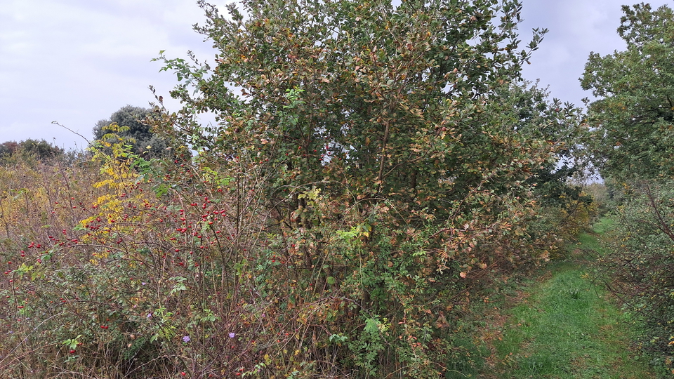 Poljoprivredno zemljište  3950 m2 - Ližnjan