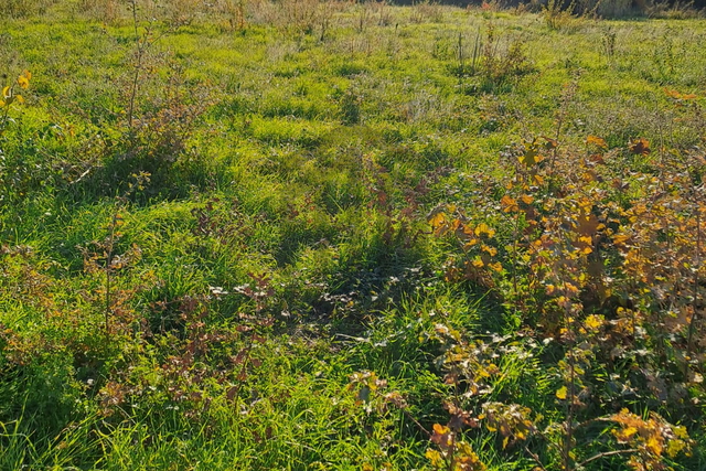 Građevinsko zemljište - Barban 1550 m2