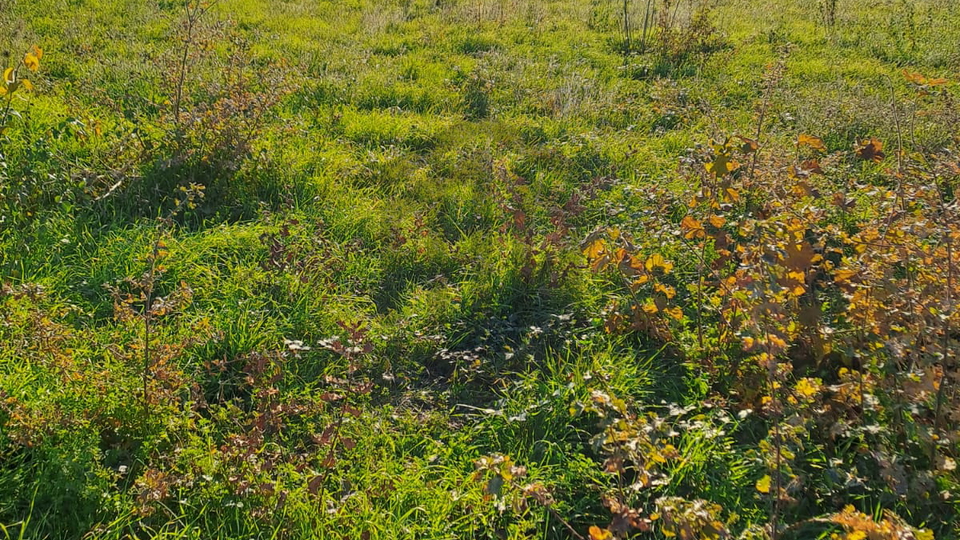 Gra&dstrok;evinsko zemlji&scaron;te - Barban 1550 m2